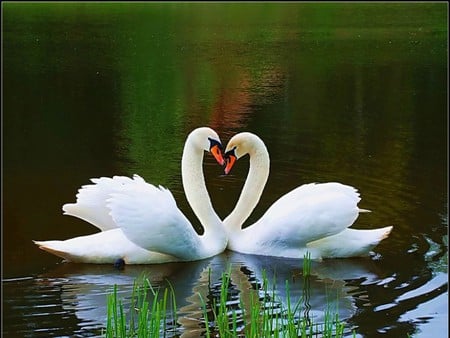 Swans - swans, picture, beautiful