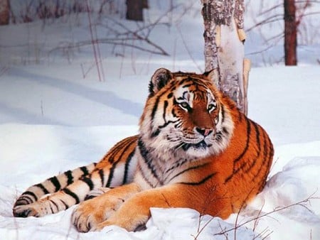 Snow Tiger - picture, cool, snow tiger