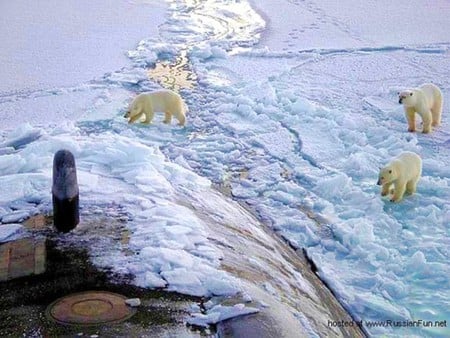 Polar Bears - cool, picture, polar bears