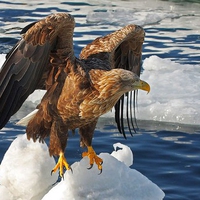 Cool Eagle