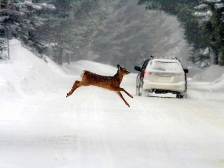 Deer - picture, deer, cool