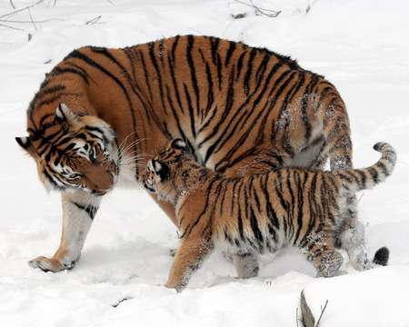 Tiger with mother - snow, cool, love, tiger, cute, cats, mother, nice, animals