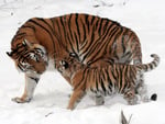 Tiger with mother