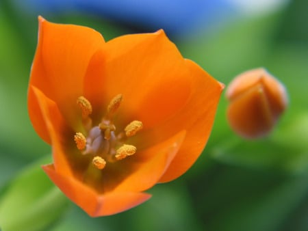 Flower - nature, love, cool, colours, orange, flowers