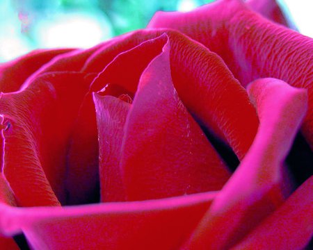 Flower Red rose  - a symbol to love.jpg - love, symbol, bloom, rose, smells