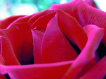 Flower Red rose  - a symbol to love.jpg