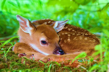 Two days old - nature, wildlife, artwork, resting, fawn, grass, two months old