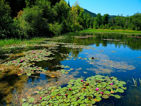 Is it Summer Yet? - lillies, water, pond