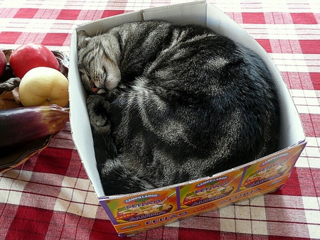 cat in a box - box, cat