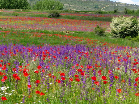 Poppies and Delphinium - poppies, delphinium