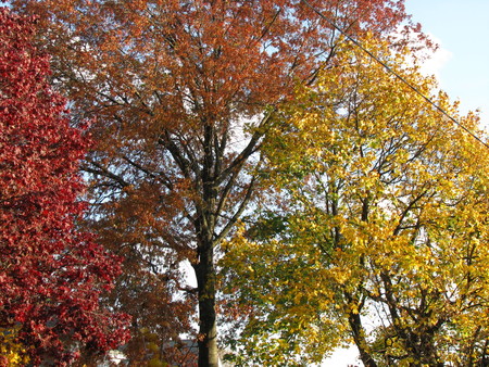 fall in Woodhaven - trees