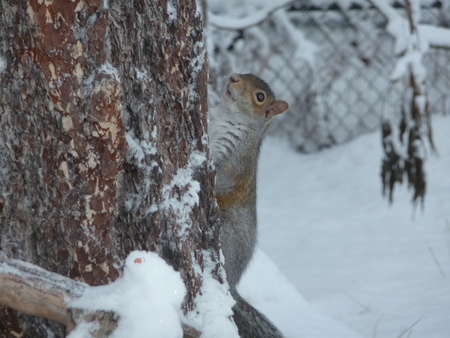 Going back up , to much snow on the ground.  - animal, squirrel