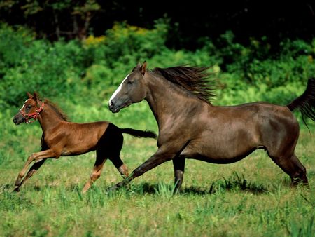 Running horse - cavalos, horses