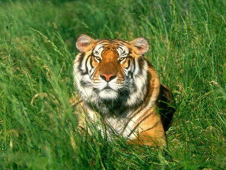 Beautiful tiger  - tiger