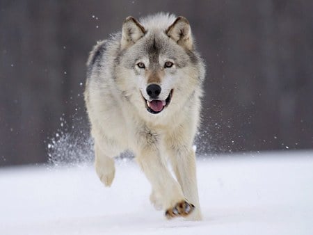 Lobo Cinza - hunter, winter, running, brown, wolf, snow, grey, white, lobo