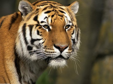 tiger (: - tigre