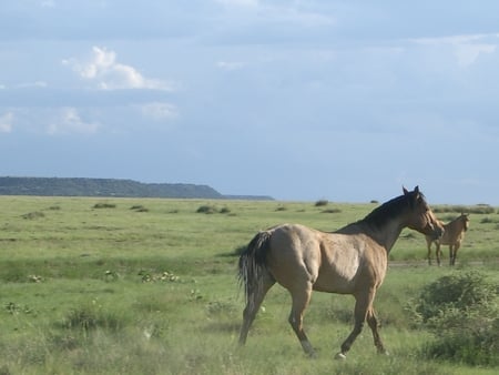 Wild Horse - cavalo, horse, selvagem, wild