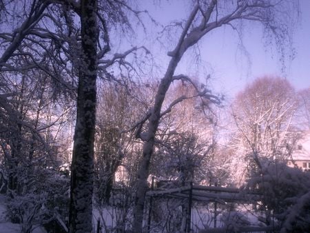 Purpel Garden - nature, cold, sundown, purpel, winter, garden