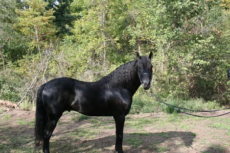 Black Stallion - stallion, horse