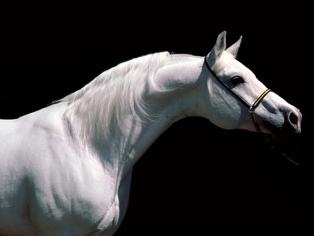 Arabian Stallion - cavalo, horse, stallion