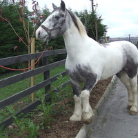 Beautiful Horse