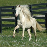 White Horse