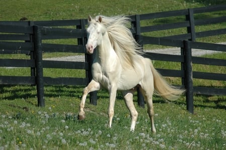 White Horse - cavalo, horse, stallion