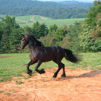 Running horse