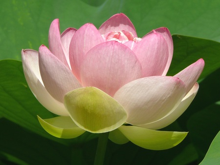 Lotus Blossom