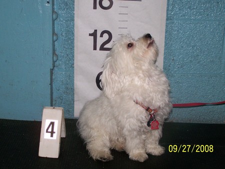 Buttons at 10 months old - maltese puppy