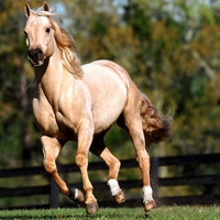 Quater Horse