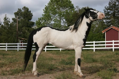 Paint Horse - mustang, corcel, cavalo, stallion, horse