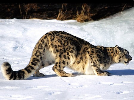 Leopardo das Neves - leopard, leopardo, snow leopard