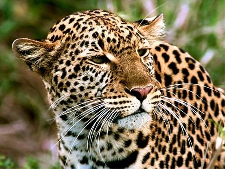 Leopardo