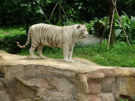 Tigre Branco - tigre branco, tiger, white tiger