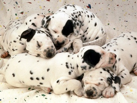 Dalmatas - dalmata, puppies