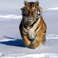 Tiger (: