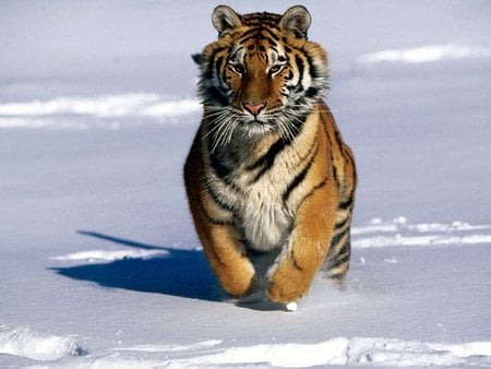 Tiger (: - tiger, tigre