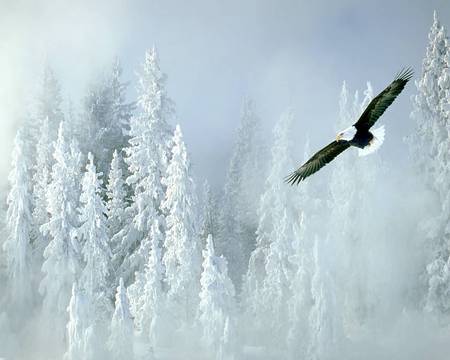 Águia - aguia, eagle