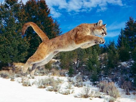 Puma - cougar, onca parda, puma