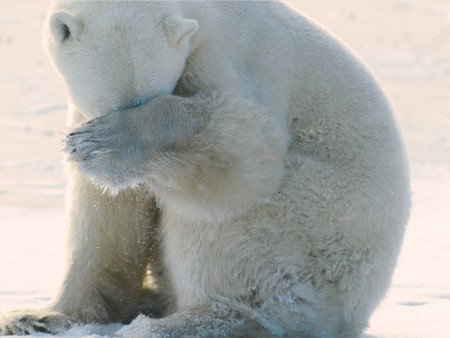 Vergonha - bear, urso, facepalm