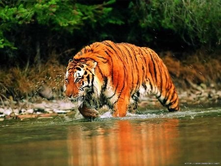 Dangerous tiger