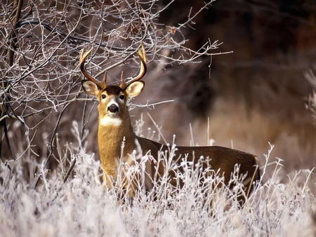 Veado - white, veado, deer