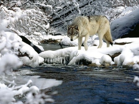 Winter Creeck Fishing - lobo, wolf