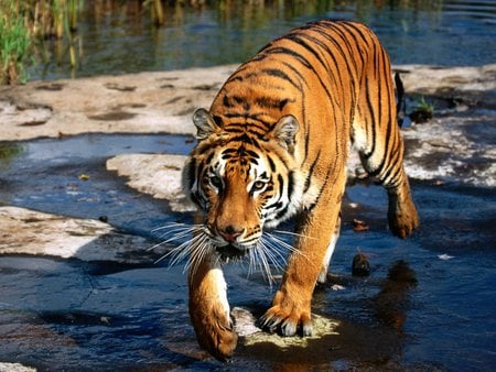 The Tiger - tiger, tigre, big cat