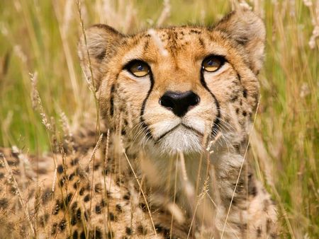 Chita - cheetah, chita