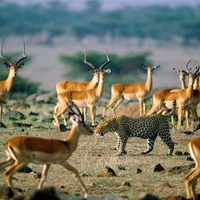 Leopard and Antelopes