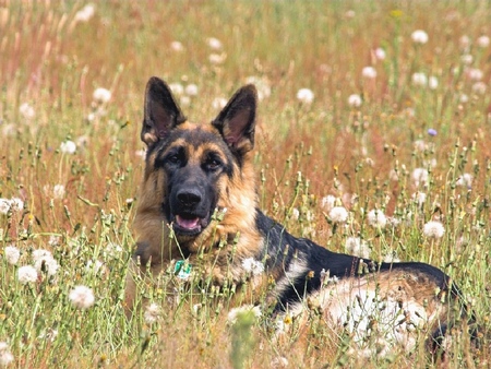 Pastor AlemÃ£o - german sheep dog