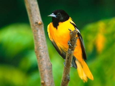 Oriole - bird, passaro