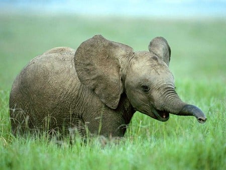 Baby Elephant - elefante, animal, elephant